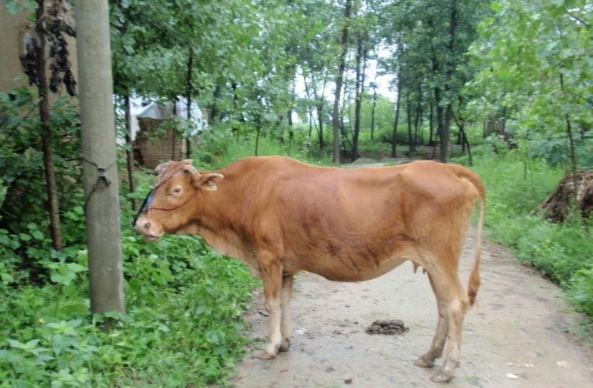 普洱最新求一个套医保卡的黄牛是真的吗方法分析(最方便真实的普洱求一个套医保卡的黄牛是真的吗还是假的方法)