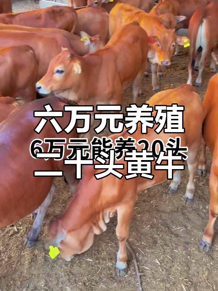 普洱最新线上套医保的黄牛是真的吗方法分析(最方便真实的普洱线上套医保的黄牛是真的吗能报销吗方法)